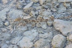 Hemiscyllium ocellatum