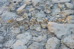 Hemiscyllium ocellatum