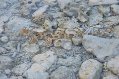 Hemiscyllium ocellatum