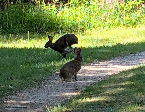 Snowshoe Hare observed by trichodezia