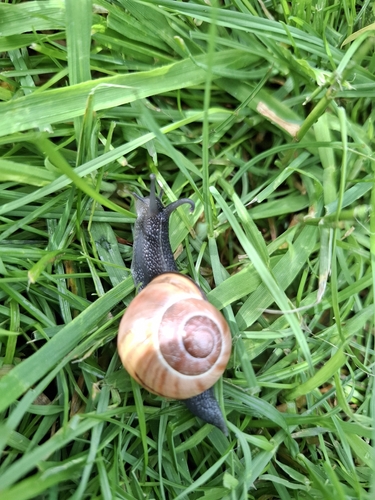 Brown-lipped Snail
