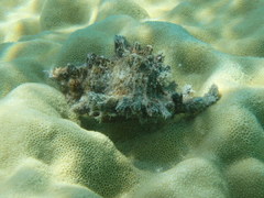 Chicoreus torrefactus