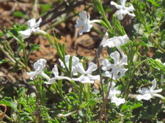 Chascanum cuneifolium