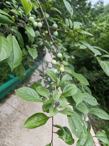 Chinese plum