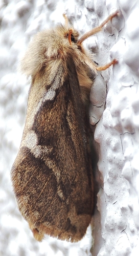 Common Swift Moth