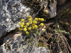 Draba aizoides