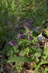 (c) Felicia Seichter, some rights reserved (CC BY) Corydalis cava, photograph (c) Felicia Seichter, some rights reserved (CC BY)