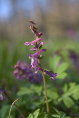 (c) Felicia Seichter, some rights reserved (CC BY) Corydalis cava, photograph (c) Felicia Seichter, some rights reserved (CC BY)