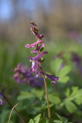 (c) Felicia Seichter, some rights reserved (CC BY) Corydalis cava, photograph (c) Felicia Seichter, some rights reserved (CC BY)