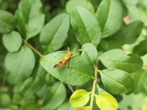 Lingnania braconiformis