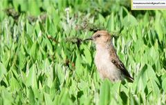 Pseudopodoces humilis