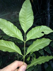 Flindersia xanthoxyla