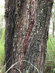 Eucalyptus siderophloia