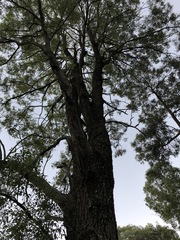 Eucalyptus siderophloia