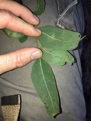 Eucalyptus siderophloia