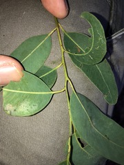 Eucalyptus siderophloia