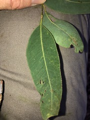 Eucalyptus siderophloia
