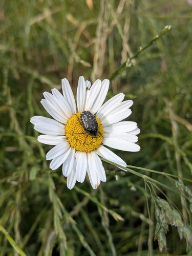 Mediterranean Spotted Chafer