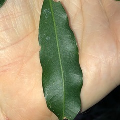 Cupaniopsis parvifolia