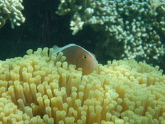 Amphiprion akallopisos