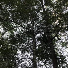 Cupaniopsis parvifolia