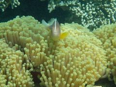 Amphiprion akallopisos