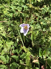 Anemonoides nemorosa