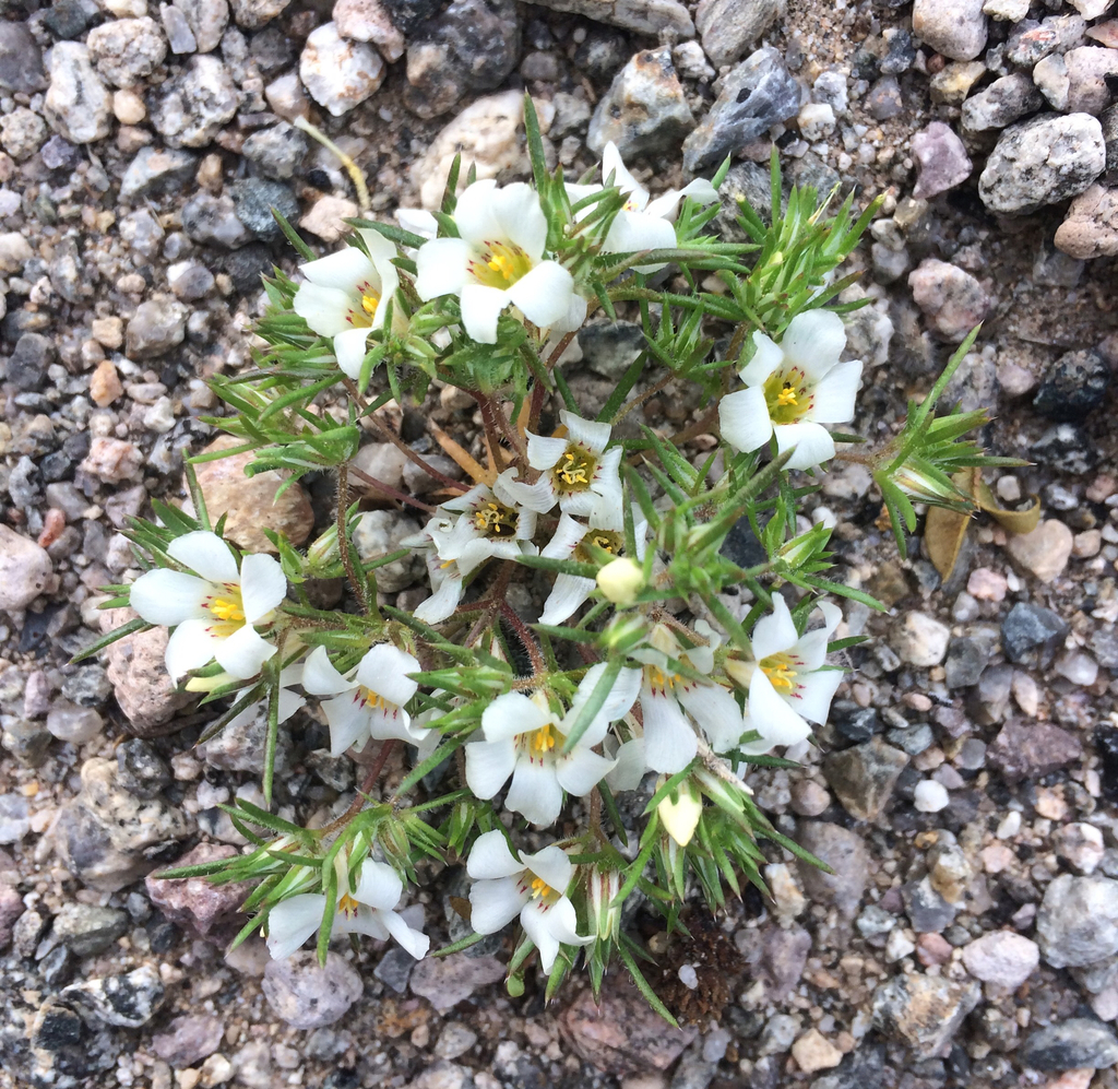 desert snow