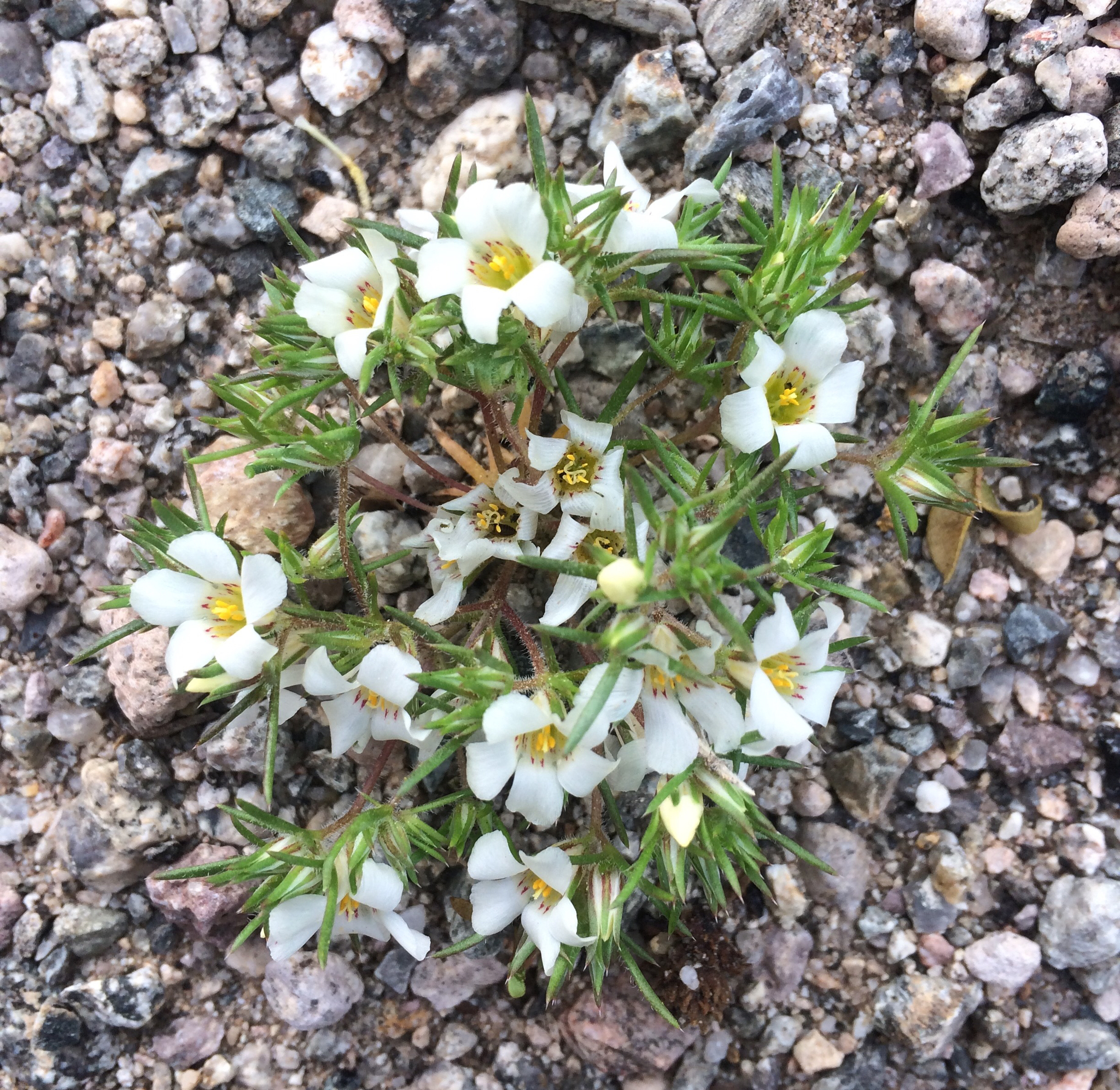 Linanthus demissus