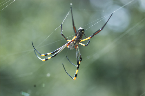 banded-legged golden orb-web spider