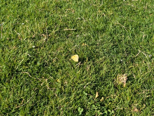 Clouded Yellow