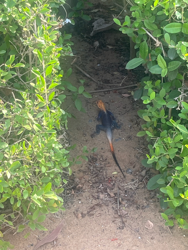 Peters's Rock Agama