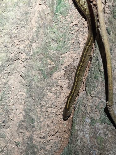 Oligodon tuani