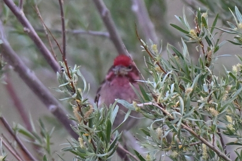 iNaturalist observation photo of Cassin's Finch