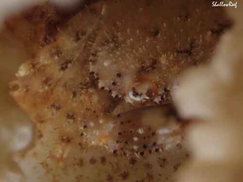 Domecia hispida observed 2026-05-31