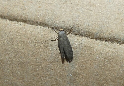 Lesser Wax Moth