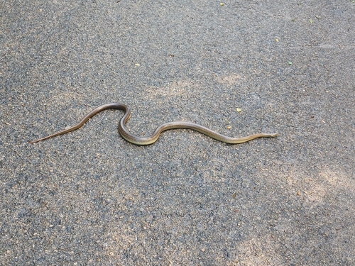Aesculapian Snake