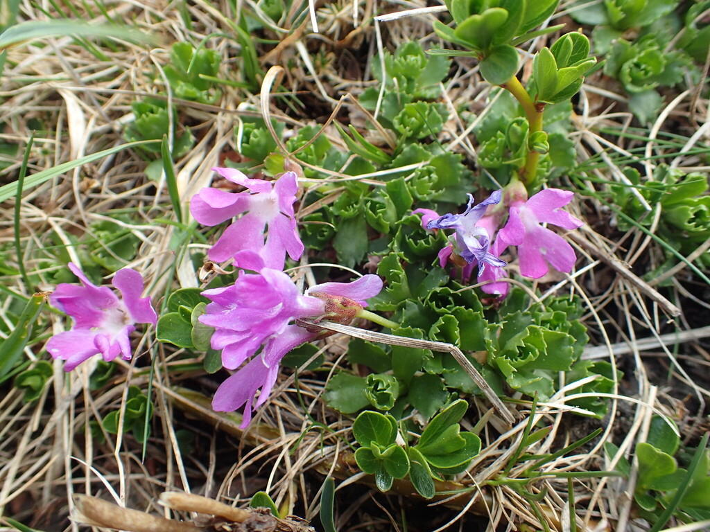 Primula × deschmannii