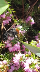 Bombus lapidarius