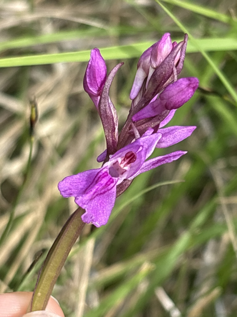 Dactylorhiza traunsteineri (Saut. ex Rchb.) Soó 2