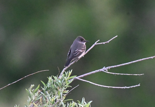 iNaturalist observation photo of Contopus sordidulus veliei