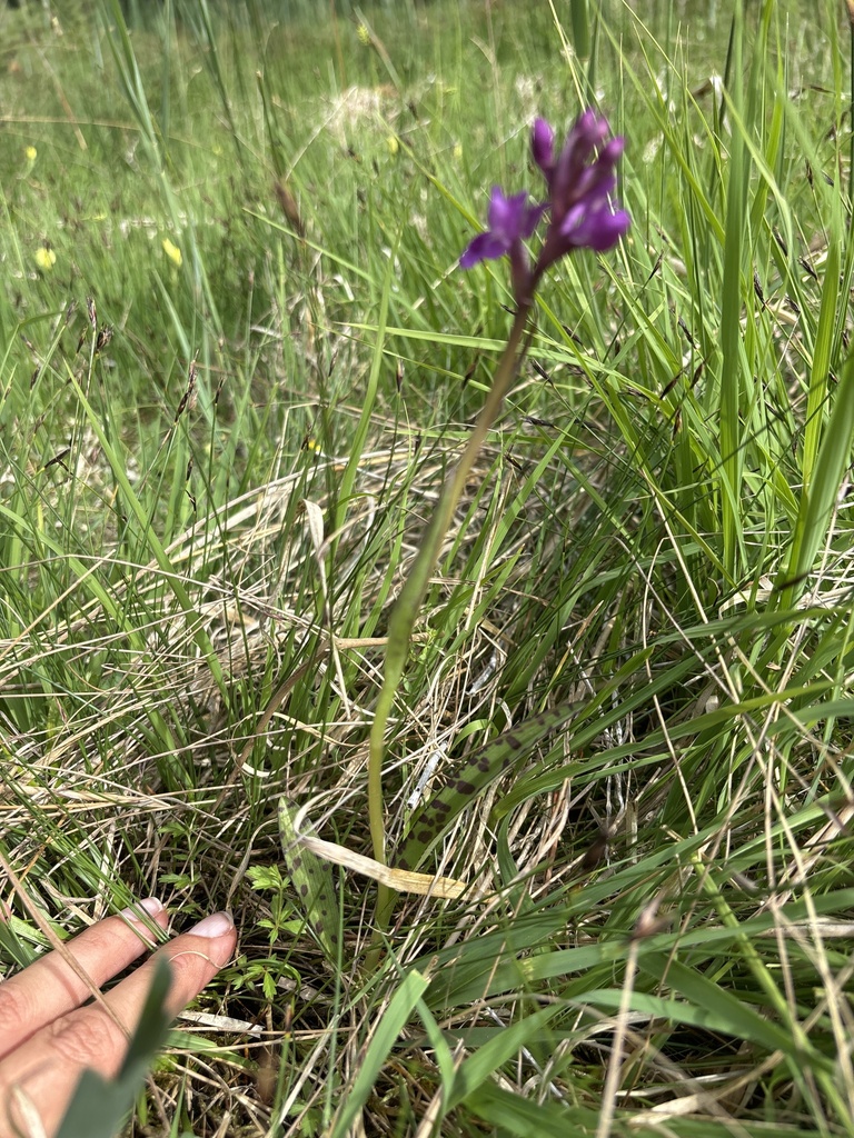 Dactylorhiza traunsteineri (Saut. ex Rchb.) Soó 3