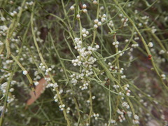 Choretrum glomeratum