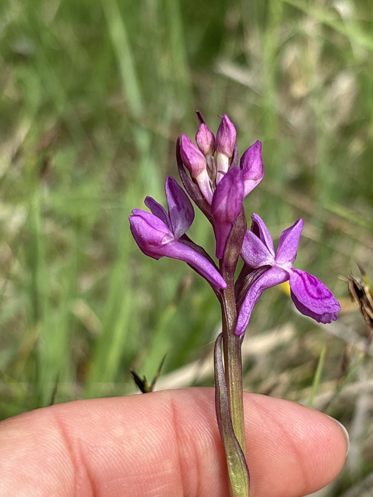 Dactylorhiza traunsteineri (Saut. ex Rchb.) Soó