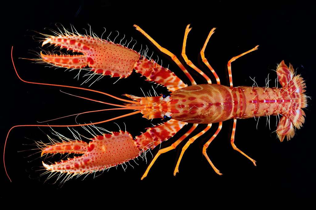 Crosnier's Reef Lobster