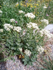 Lepidium draba