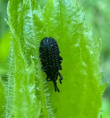 Microrhopala excavata photo 3
