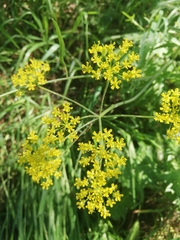 Isatis tinctoria