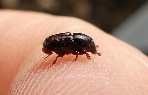 Elm Bark Beetle