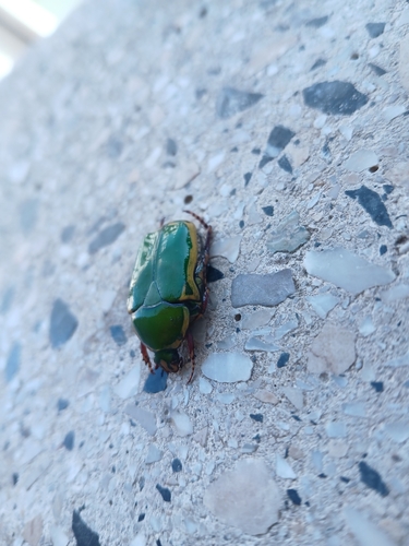 Pachnoda stehelini